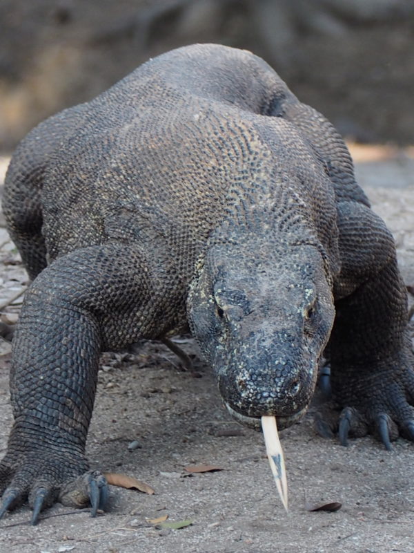 Komodo Tour, Open trip komodo, Sewa kapal labuan bajo